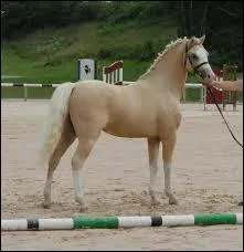 Quelle est cette race ?