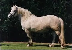 Quelle est cette race ?