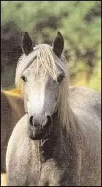 Quelle est cette race