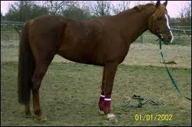 Quelle est cette race ?