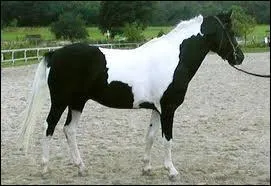 Quelle est cette race ?