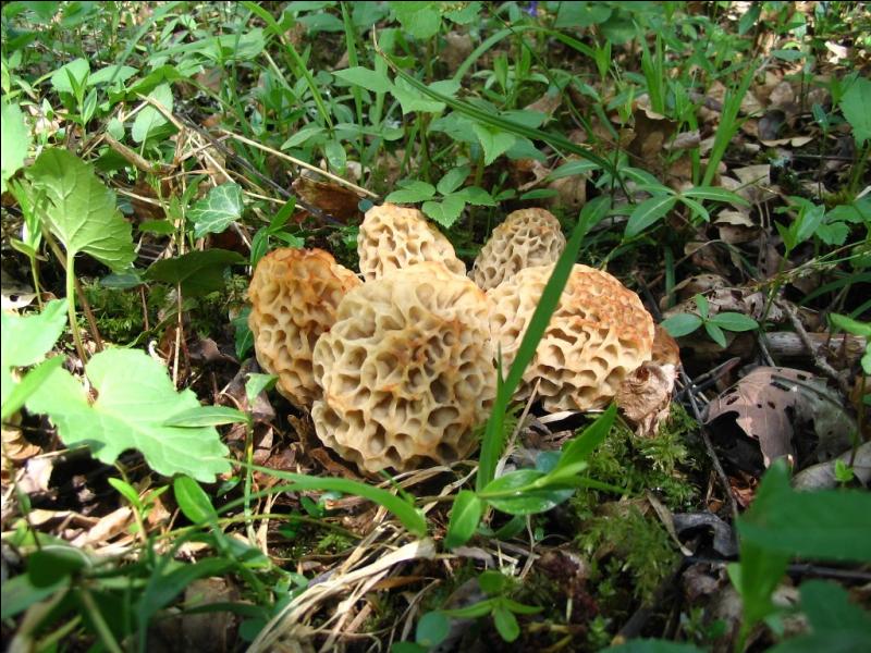 Que cherchent les amateurs de champignons au mois de mars et avril ?
