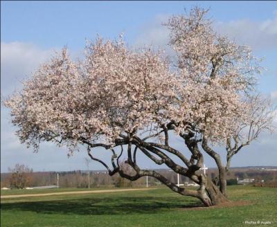 Quel est cet arbre fruitier qui est le premier à fleurir au printemps ?
