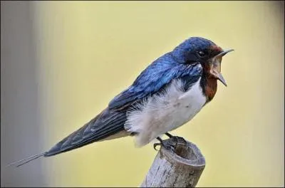 Les hirondelles annoncent le printemps, j'en ai vu quelques-unes ce matin en Auvergne, mais o ont-elles pass l'hiver ?