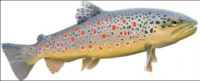 Comment s'appelle la truite sauvage qui peuple les rivires et les ruisseaux d'eau vives de nos rgions ?