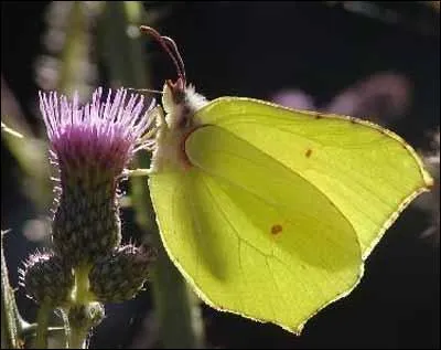 Quel est le premier papillon qui  papillonne  ds le dbut du printemps ?