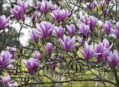 Au sortir de l'hiver, sa floraison est spectaculaire et parfume. Reconnaissez-vous ce bel arbre d'ornement ?