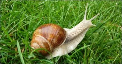 En France, depuis 1979, leur ramassage et leur vente sont interdits du 1er avril au 30 juin pour permettre leur reproduction. Ce sont les...