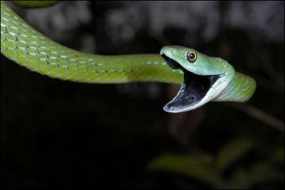 Comment se nomme ce serpent ? 