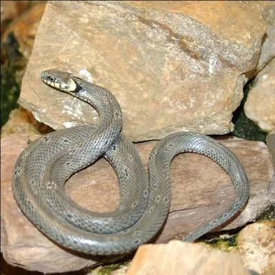 Comment se nomme ce serpent ? 