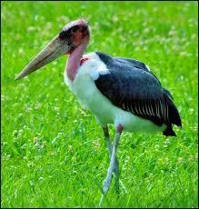 Grand chassier, cet oiseau rigolo est un trs bon pcheur.