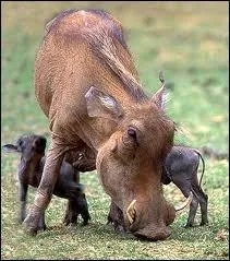 Cousin africain du sanglier, il adore se rouler dans la boue.