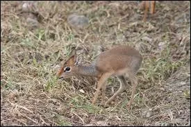 C'est l'une des plus petites antilopes du monde.