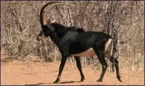 Le lion est le seul animal  pouvoir le tuer.