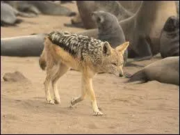 Ce petit canid peut lui aussi voler la proie d'autres prdateurs.