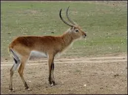 C'est une grande antilope qui mesure plus de 1, 5 m de long et qui peut peser jusqu' 120 kg.