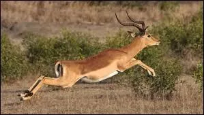 Cette antilope peut faire des bonds de 3 m de haut et atteignant 10 m de long. 
