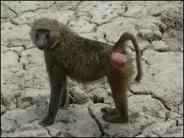 En groupe, ces primates peuvent tuer un lopard.