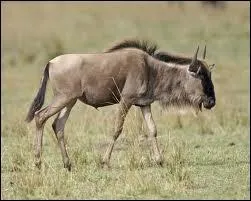 Cette antilope, qui peut courir  80 km/h, est la proie prfre des lions.