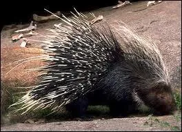 Le plus grand rongeur d'Afrique possde d'normes piquants.