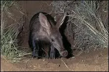 Cet animal bizarre vit dans des terriers d'Afrique du Sud.