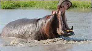 Troisime plus gros animal terrestre, il passe sa journe dans les rivires  se reposer.
