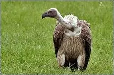 Vritable charognard, ce rapace est souvent le premier sur le lieu du drame.