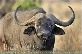 C'est le plus gros bovid d'Afrique (Le mle peut peser 800 kg).
