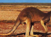 Quiz Le kangourou