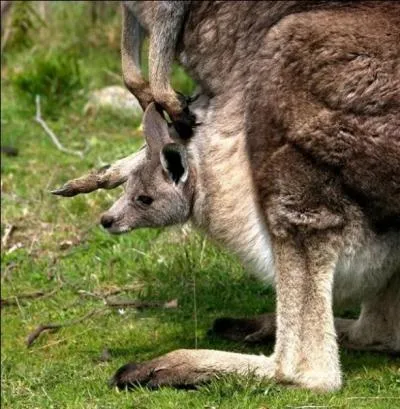 Combien faut-il de temps au bb kangourou pour sortir la tte de la poche ventrale de maman ?