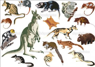 Notre sympathique animal fait partie de la famille des marsupiaux. D'o vient le mot  marsupial  ?