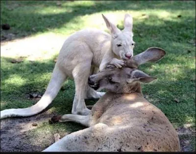 Laquelle de ces races n'est pas une race de kangourou ?