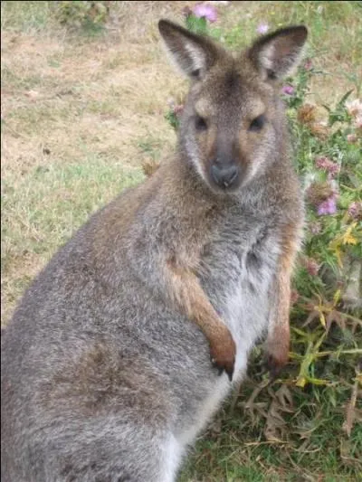 Quelle caractristique curieuse ont les femelles chez les kangourous ?