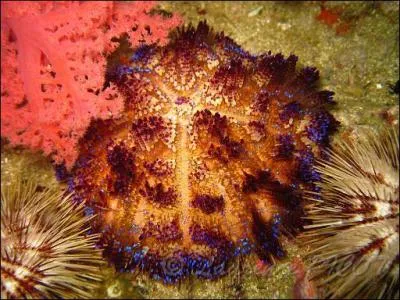 L'oursin de feu a lui aussi une particularit !