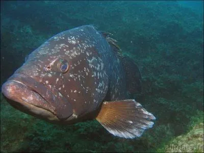 Le mrou brun de Mditerrane va vous tonner !