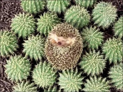 Qui est ce cactus bizarre ?