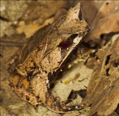 Qui se cache dans les feuilles ?