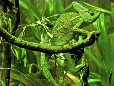 Qui est devenu vert ?