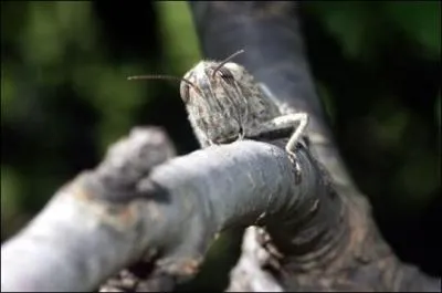 Qui est sur la branche ?