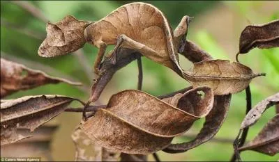 Qui prend l'aspect d'une feuille morte ?