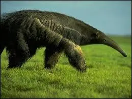 Comment arrive-t-il  chapper  ses prdateurs ?