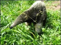 Quels sont ses prdateurs ?