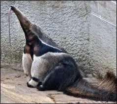 Combien dure la gestation chez la femelle ?