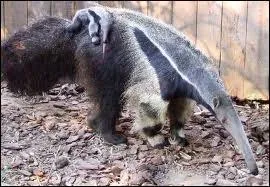 Combien de petits la femelle met-elle au monde ?