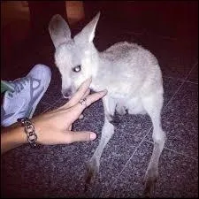 Comment s'appelle le bb kangourou ?