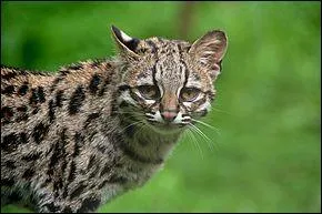 Le margay vient...
