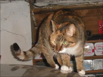 Grce  quoi le chat retombe-t-il sur ses pattes ?