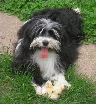 De quelle race est ce chien ?