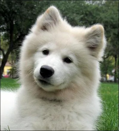 De quelle race est ce chien ?