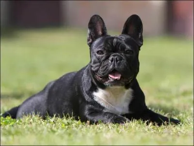 De quelle race est ce chien ?